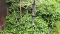 Garten Details